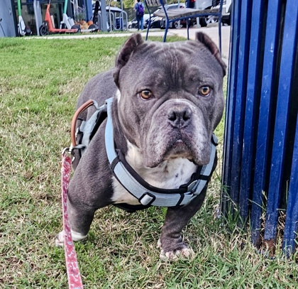Shelter Stray Male Dog last seen Near Moores Run Dr., 21206, MD, 2490 Giles Rd, Baltimore, MD 21225, USA