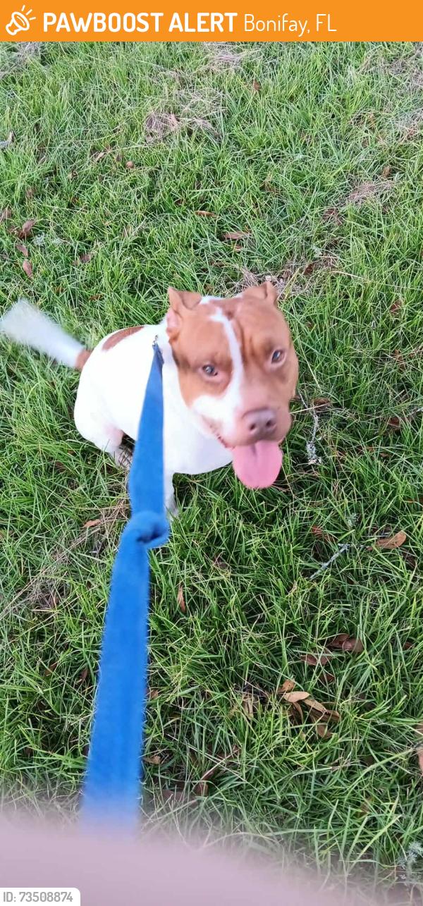 Found/Stray Male Dog last seen Tri County Rd Bonifay FL, Bonifay, FL 32425
