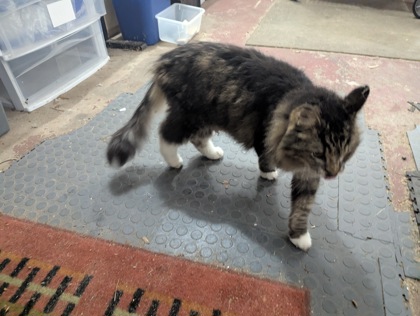 Shelter Stray Unknown Cat last seen Lansing St, Madison 15, City of, WI, 5132 Voges Rd, Madison, WI 53718, USA