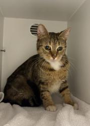 Shelter Stray Female Cat last seen Reston, VA, 20191, Laurel Glade Ct / Glade Dr, Fairfax County, VA, 4500 West Ox Rd, Fairfax, VA 22030, USA