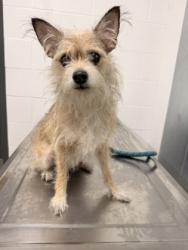 Shelter Stray Female Dog last seen Near Train, 2nd District, OH, 9203 Detroit Ave, Cleveland, OH 44102, USA