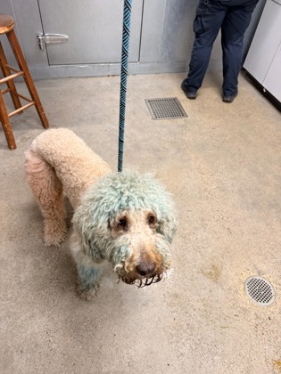 Shelter Stray Male Dog last seen W 85 & Madison, 1st District, OH, 9203 Detroit Ave, Cleveland, OH 44102, USA