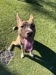 Shelter Stray Female Dog last seen Peachford Rd, 30338, GA, 3280 Chamblee Dunwoody Rd, Chamblee, GA 30341, USA