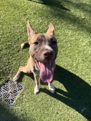 Shelter Stray Female Dog last seen Peachford Rd, 30338, GA, 3280 Chamblee Dunwoody Rd, Chamblee, GA 30341, USA