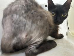 Shelter Stray Male Cat last seen Near TALLWOOD DR, East District,, 355 Hillshire Dr, Haslet, TX 76052, USA