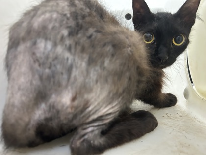 Shelter Stray Male Cat last seen Near TALLWOOD DR, East District,, 355 Hillshire Dr, Haslet, TX 76052, USA