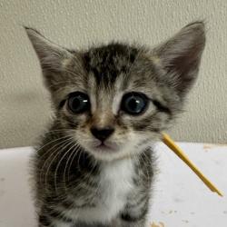 Shelter Stray Female Cat last seen Harvey and Earl Rudder, City of College Station, TX, 5359 Leonard Rd, Bryan, TX 77807, USA