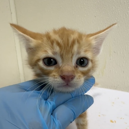 Shelter Stray Male Cat last seen Harvey and Earl Rudder, City of College Station, TX, 5359 Leonard Rd, Bryan, TX 77807, USA