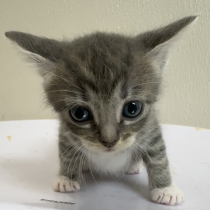 Shelter Stray Male Cat last seen Harvey and Earl Rudder, City of College Station, TX, 5359 Leonard Rd, Bryan, TX 77807, USA