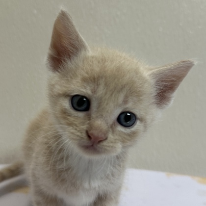 Shelter Stray Male Cat last seen Harvey and Earl Rudder, City of College Station, TX, 5359 Leonard Rd, Bryan, TX 77807, USA