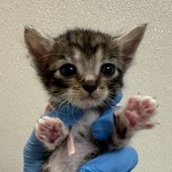 Shelter Stray Male Cat last seen Harvey and Earl Rudder, City of College Station, TX, 5359 Leonard Rd, Bryan, TX 77807, USA