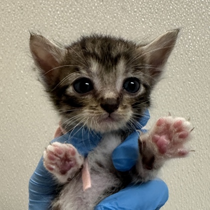 Shelter Stray Male Cat last seen Harvey and Earl Rudder, City of College Station, TX, 5359 Leonard Rd, Bryan, TX 77807, USA