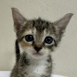 Shelter Stray Female Cat last seen Harvey and Earl Rudder, City of College Station, TX, 5359 Leonard Rd, Bryan, TX 77807, USA