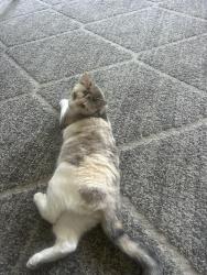 Reunited Female Cat last seen Hillside challet, League City, TX 77573