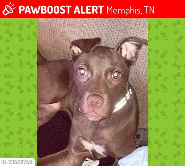 Lost Female Dog last seen Cella St and Deadrick St, Memphis, TN 38114