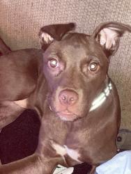Lost Female Dog last seen Cella St and Deadrick St, Memphis, TN 38114