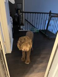 Reunited Male Dog last seen Ashfork Dr, Houston, TX 77064, USA, Houston, TX 77064