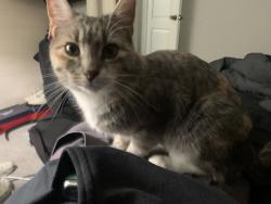 Reunited Female Cat last seen E Whitaker dr, Aurora, CO 80015