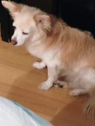 Reunited Female Dog last seen Washington St and Claremont St., Pasadena, CA 91104