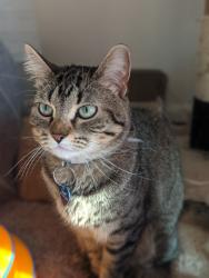 Reunited Female Cat last seen Bennett crossing, Bennett, CO 80102
