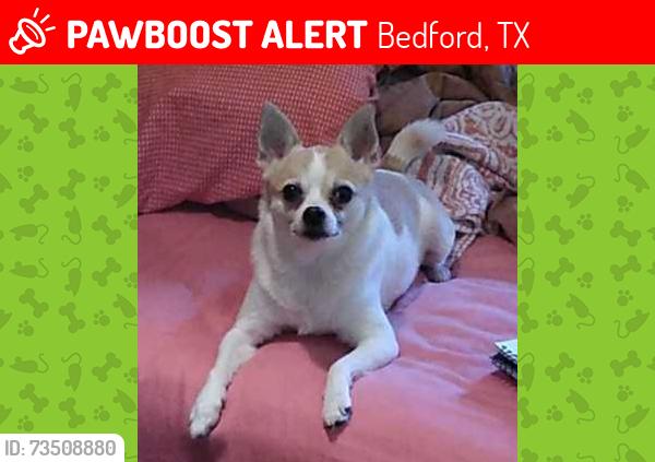 Lost Female Dog last seen Backs up to Central Drive, South of Cummings, Bedford, TX 76021
