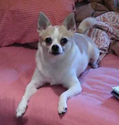 Lost Female Dog last seen Backs up to Central Drive, South of Cummings, Bedford, TX 76021