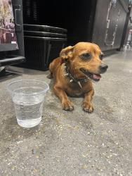Found/Stray Female Dog last seen Near Baronne Street, New Orleans, LA, USA, New Orleans, LA 70113
