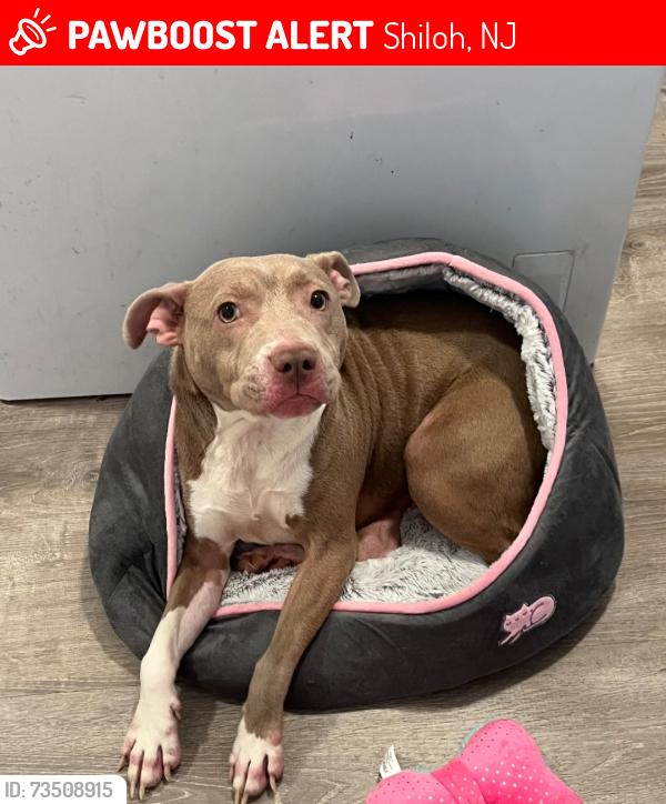 Lost Female Dog last seen Shiloh pike, Shiloh, NJ 08353