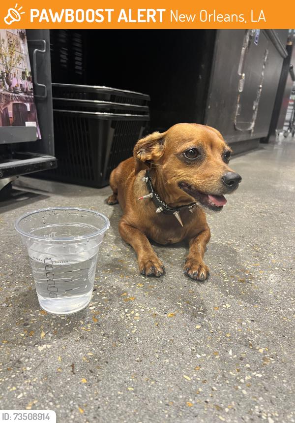 Found/Stray Female Dog last seen Near Baronne Street, New Orleans, LA, USA, New Orleans, LA 70113