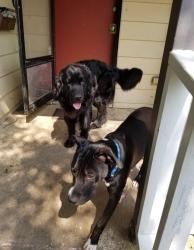 Reunited Male Dog last seen Near W Thoman, Springfield, MO 65803
