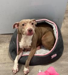 Lost Female Dog last seen Shiloh pike, Shiloh, NJ 08353
