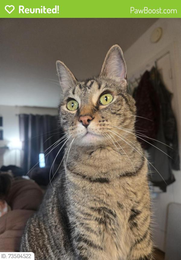 Reunited Male Cat last seen Buckingham & Blenheim, Redwood City, CA 94063