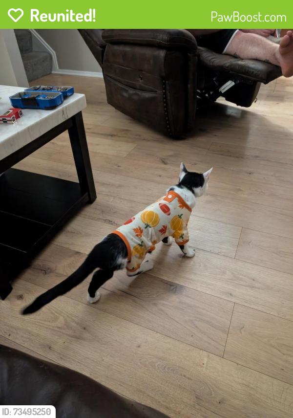 Reunited Female Cat last seen Near Mills, North Ridgeville, OH 44039