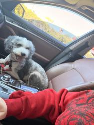 Reunited Male Dog last seen braden run, by walmart, Bradenton, FL 34202