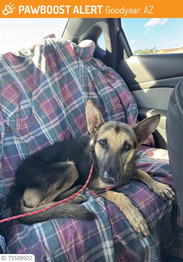 Found/Stray Male Dog last seen PIR, Goodyear, AZ 85323