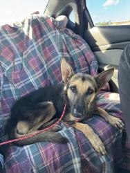 Found/Stray Male Dog last seen PIR, Goodyear, AZ 85323