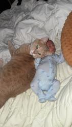 Reunited Male Cat last seen Hinkle ests, Seymour, TN 37865