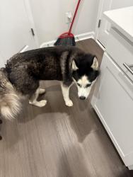 Reunited Unknown Dog last seen Rosefinch dr, Durham, NC 27703