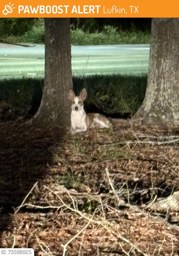 Found/Stray Female Dog last seen Near and whitehouse, Lufkin, TX 75901