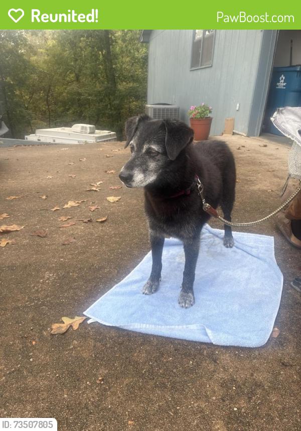 Reunited Female Dog last seen Between Lake Ann and Lake Brittany, Bella Vista, AR 72714