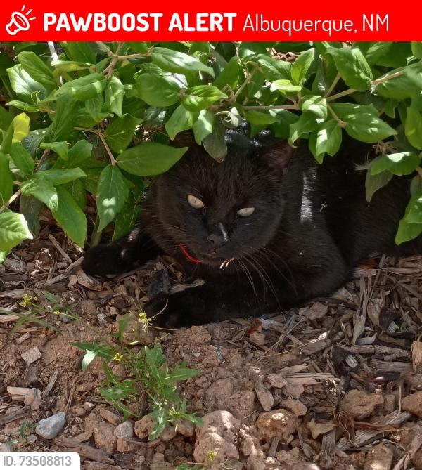 Lost Male Cat last seen Goliad Court and Gene Ave, Albuquerque, NM 87107