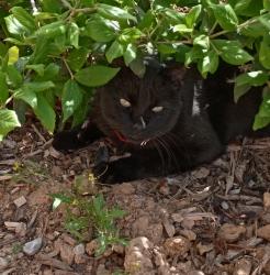 Lost Male Cat last seen Goliad Court and Gene Ave, Albuquerque, NM 87107