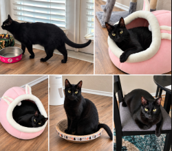 Lost Male Cat last seen Wayward Daisy & American Lotus, San Antonio, TX 78245