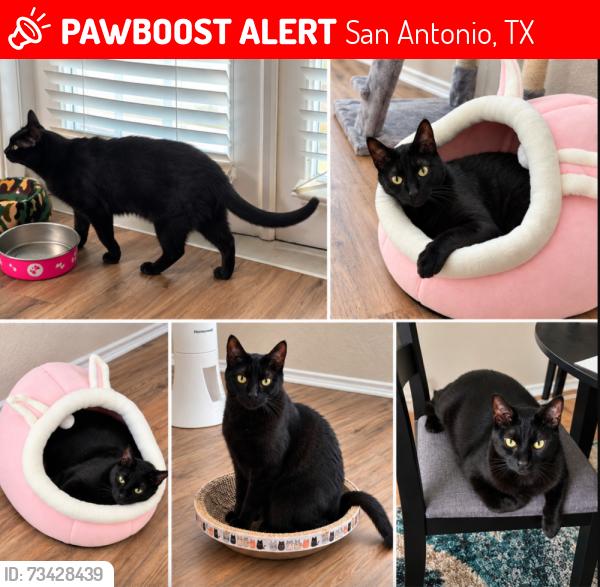 Lost Male Cat last seen Wayward Daisy & American Lotus, San Antonio, TX 78245