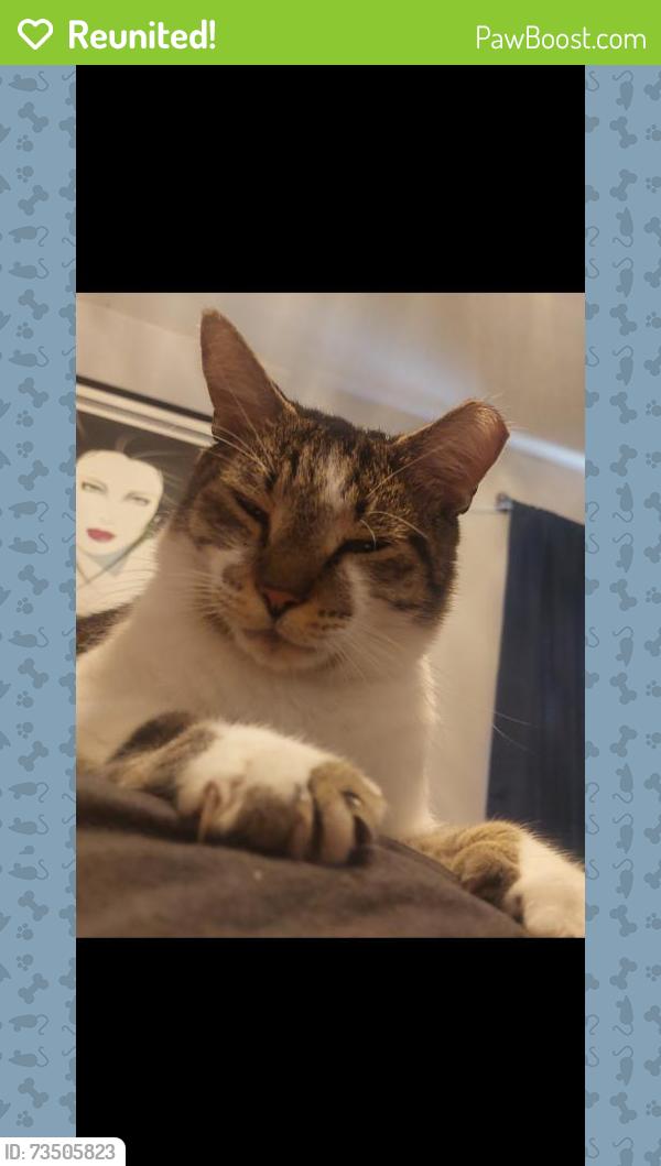 Reunited Male Cat last seen Thunderbird Rd and thunderbird hill, Sebring, FL 33872