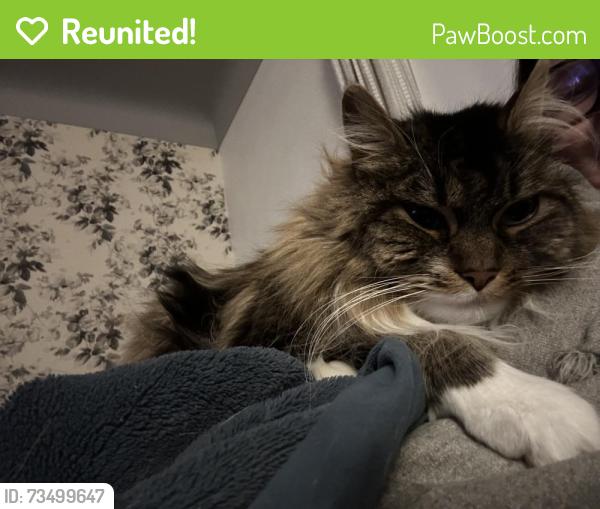 Reunited Female Cat last seen Wilson Ave and University, Royal Oak, MI 48067