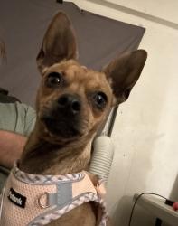 Reunited Female Dog last seen Near Tomasita St NE, Albuquerque, NM 87123, USA, Albuquerque, NM 87112