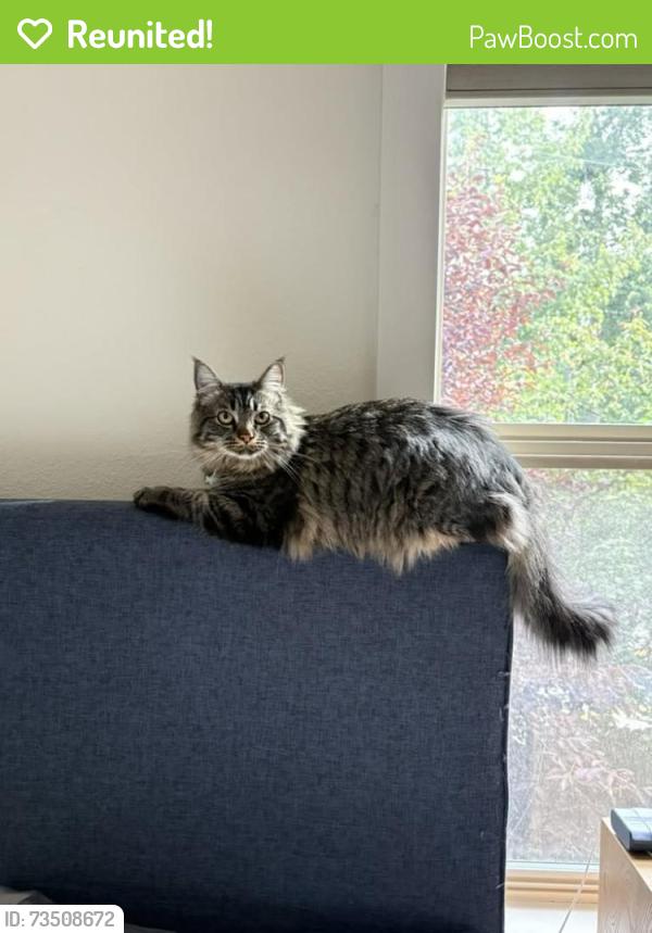Reunited Male Cat last seen Romanzof street, Anchorage, AK 99517