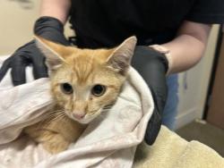 Shelter Stray Male Cat last seen Near Chalet Drive, Oceanside, CA, 92057, Oceanside, CA 92058, USA