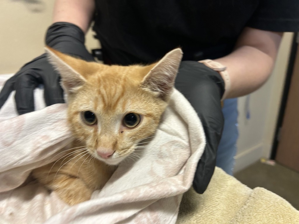 Shelter Stray Male Cat last seen Near Chalet Drive, Oceanside, CA, 92057, Oceanside, CA 92058, USA